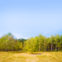 Obraz premium Birch forest in tundra. Picture with space for your text. Natural background.