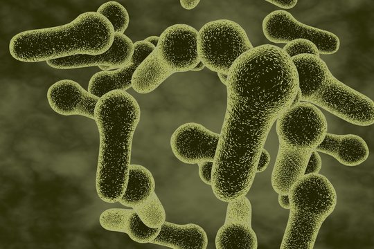 Microscopic illustration of Clostridium tetani, Clostridium perfringes, Clostridium difficile, model of bacteria, anaerobes, anaerobic bacteria
