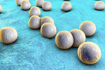 Spherical bacteria on the surface of skin or mucous membrane, model of staphylococcus or streptococcus, model of microbes, bacteria simulating electron microscope, pyogenic bacteria