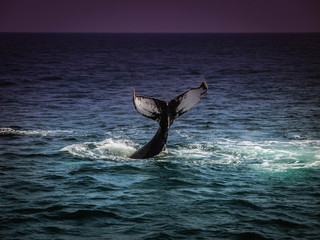 Naklejka premium Tail of A Whale Cape Cod