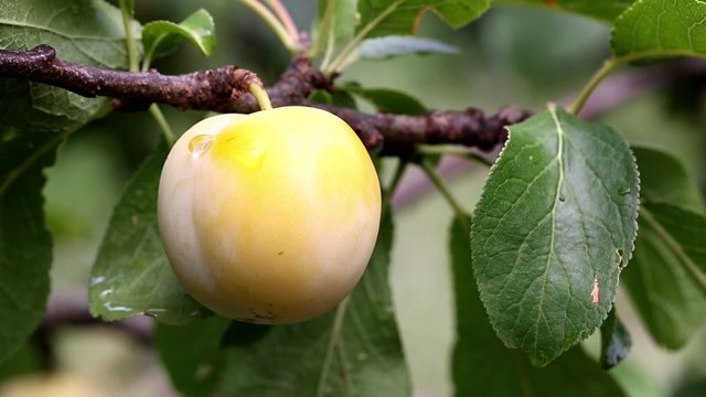 Yellow plum