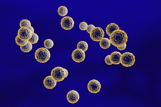 Enterovirus, Picornavirus, Picornaviridae, Rhinovirus, model of virus, virus which causes polio disease, hepatitis A, microbe, microorganism, microscopic view