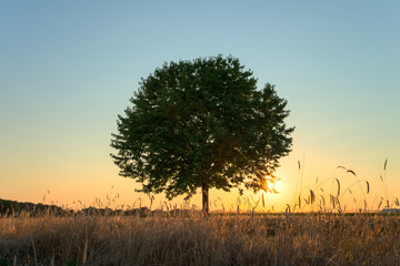 Sonnenuntergang hinter Baum 