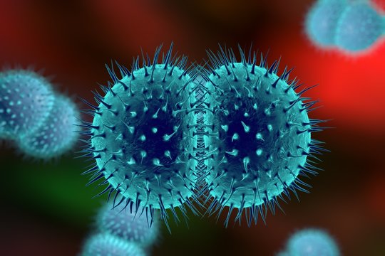 Digital illustration of bacteria Neisseria gonorrhoeae or Neisseria meningitidis, gonococcus and meningococcus on colorful background; closeup view