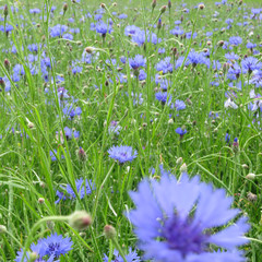 Fototapeta premium Kornblumen (Centaurea cyanus)
