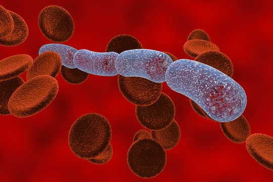 Three-dimensional drawing of rod-shaped bacteria, streptobacilli, Bacillus anthracis, antrax, model of bacteria, realistic illustration of microbes, microorganisms