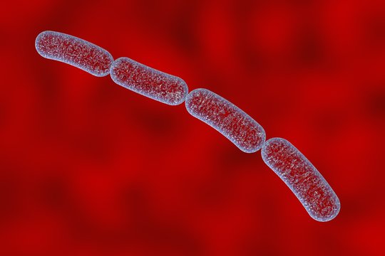 Three-dimensional drawing of rod-shaped bacteria, streptobacilli, Bacillus anthracis, antrax, model of bacteria, realistic illustration of microbes, microorganisms
