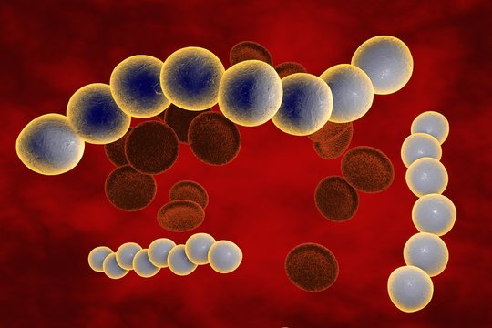 Streptococci. Spherical bacteria on the surface of skin or mucous membrane, model of staphylococcus and streptococcus, model of microbes, bacteria simulating electron microscope, pyogenic bacteria