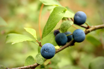 Fruits of thorns with leaves