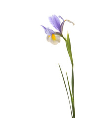 beautiful iris