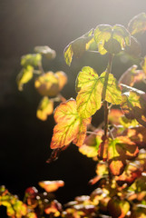 autumn tree leaf