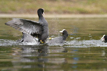 Eurasian Coot, Coot, Fulica atra 