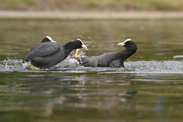 Eurasian Coot, Coot, Fulica atra 