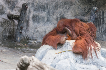 Orangutan lie on the rock.