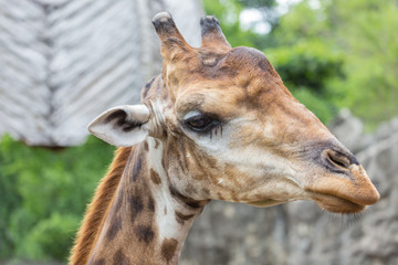 Closeup face of giraffe in the zoo.