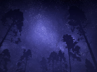 Night sky through trees