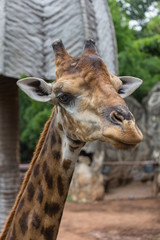 Closeup face of giraffe in the zoo.