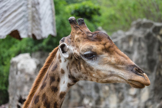 Closeup face of giraffe in the zoo.