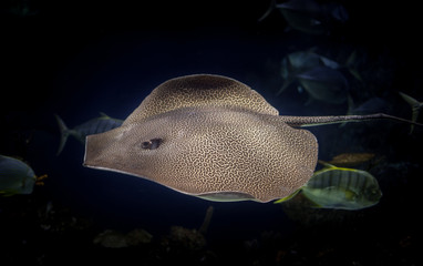 leopard ray