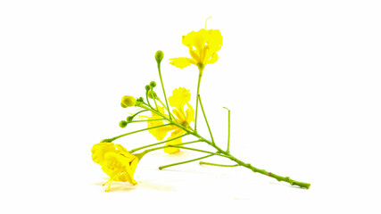 Beautiful yellow flower isolated on white background