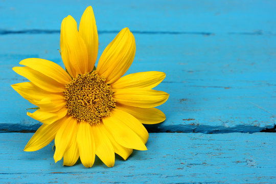 Fototapeta Yellow sunflower on the blue background