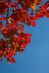 Autumn leaves against sky