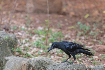crow standing on the rock