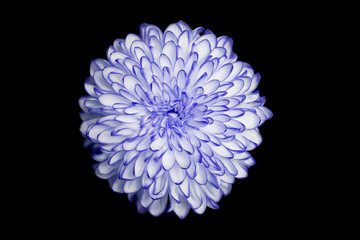 purple annealed Chrysanthemum on black background