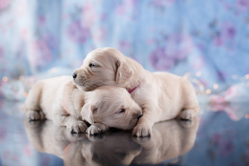 Golden retriever puppy