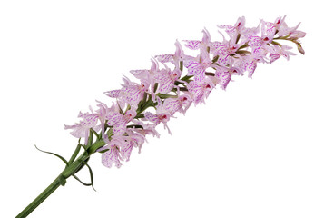 pink small north orchid isolated branch