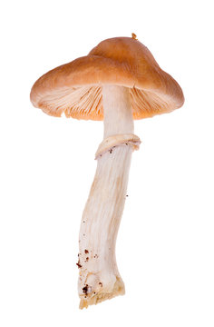 gypsy mushroom isolated on white