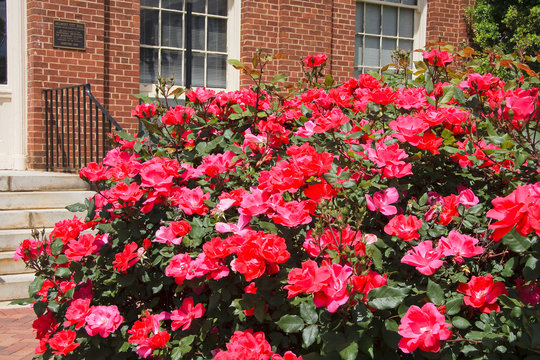 Knock Out Roses in Full Bloom