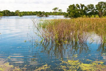 Water flooding over field and palm tree