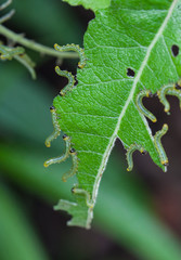 lots of little caterpillars