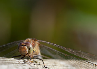 Immature Common darter Dragon fly