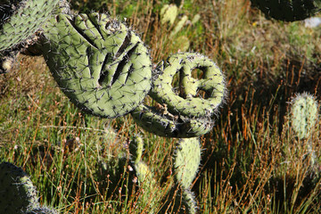 SONRISA DEL CACTUS © quicolopez
