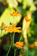 Beautiful yellow daisy