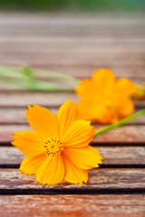 Yellow daisy flower put on wooden floor