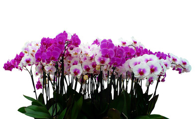 Luxury orchid in a pot with diverse flowers, isolated on white background  © sssimone