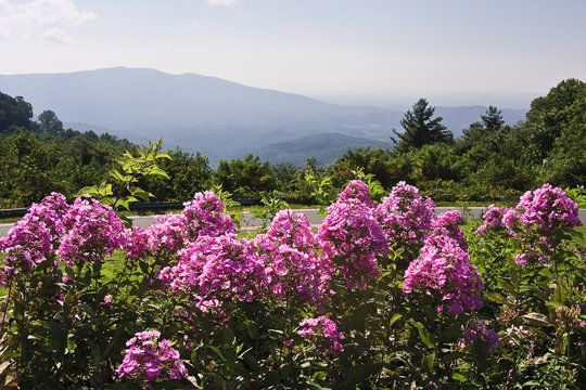 Blue Ridge Mountains With Pink Summer Flowers In The Foreground