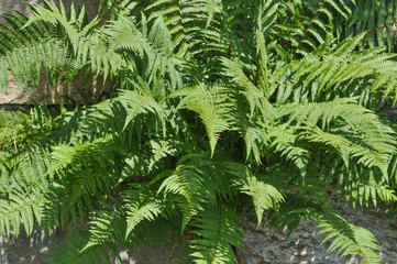 Green Fern plant