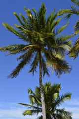Fototapeta na wymiar Coconut tree in blue sky