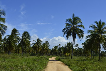Fototapeta na wymiar Palm trees in Brazil