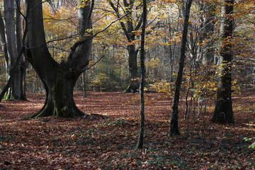 Herbst im Wald