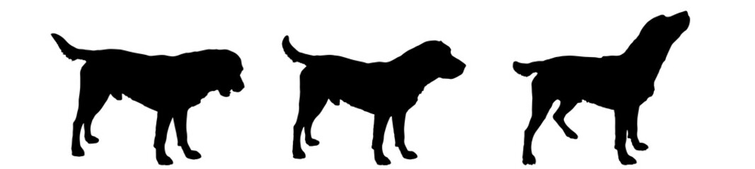 Vector silhouette of a dog.