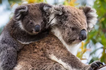 No drill light filtering roller blinds Koala Koala