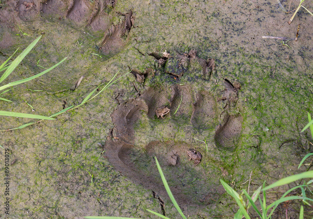 Wall mural Bear tracks