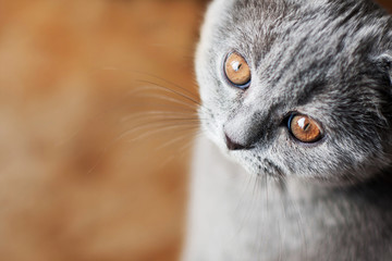 Naklejka na ściany i meble Little british cat with orange eyes