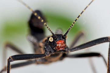 Peruvian Black Beauty Stick Insect Head Shot