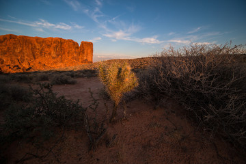 Sonnenuntergang Valley of Fire / Nevada / rote Felsen / Kaktus / Strauch
